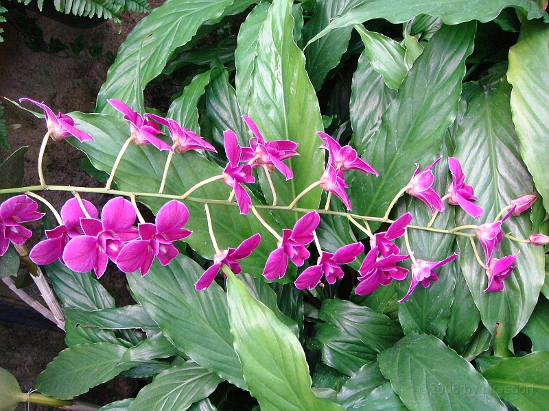 376 Longwood Gardens [2008 August 23].JPG - Longwood Gardens in Pennsylvania